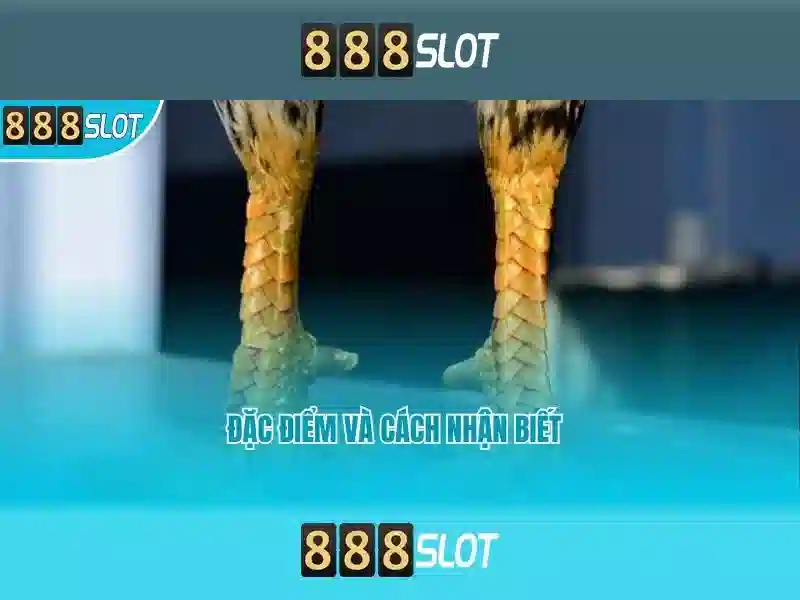 888SLOT Slot 5 – Trải Nghiệm Đỉnh Cao